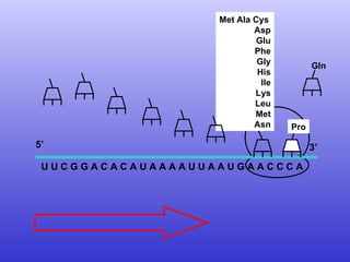 U U C G G A C A C A U A A A A U U A A U G A A C C C A  Met Ala Cys Asp Glu Phe Gly His Ile Lys Leu Met Asn 5’  3’ Pro Gln 