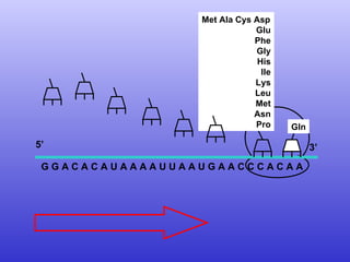G G A C A C A U A A A A U U A A U G A A C C C A C A A  Met Ala Cys Asp Glu Phe Gly His Ile Lys Leu Met Asn Pro 5’  3’ Gln 