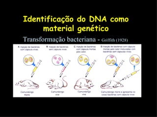 Identificação do DNA como material genético Transformação bacteriana -  Griffith (1928)  