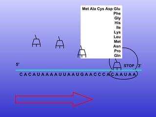 C A C A U A A A A U U A A U G A A C C C A C A A U A A Met Ala Cys Asp Glu Phe Gly His Ile Lys Leu Met Asn Pro Gln 5’  3’ STOP 