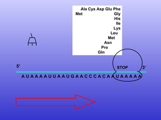 A U A A A A U U A A U G A A C C C A C A A U A A A A A Ala Cys Asp Glu Phe Met  Gly His Ile Lys Leu Met Asn Pro Gln 5’  3’ STOP 