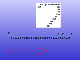 A U A A A A U U A A U G A A C C C A C A A U A A T A C Ala Cys Asp Glu Phe Met  Gly His Ile Lys Leu Met Asn Pro Gln 5’  3’ STOP 