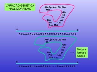 A U A A A A U U A A U G A A C  AA A  C A A U A A T A C  Ala Cys Asp Glu Phe Met  Gly His Ile Gln  Lys Pro  Leu Asn  CYS   5’  3’ Muda a forma e  função VARIAÇÃO GENÉTICA =POLIMORFISMO A U A A A A U U A A U G A A C C C A C A A U A A T A C  Ala Cys Asp Glu Phe Met  Gly His Ile Gln  Lys Pro  Leu Asn  Met  5’  3’ 