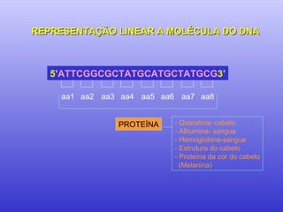 REPRESENTAÇÃO LINEAR A MOLÉCULA DO DNA 5’ ATTCGGCGCTATGCATGCTATGCG 3’ aa1 aa2 aa3 aa4 aa5 aa6 aa7 aa8 PROTEÍNA - Queratina- cabelo - Albumina- sangue - Hemoglobina-sangue - Estrutura do cabelo - Proteína da cor do cabelo (Melanina) 