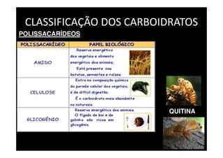 CLASSIFICAÇÃO DOS CARBOIDRATOS
POLISSACARÍDEOS
QUITINA
 