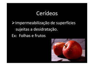Cerídeos
Impermeabilização de superfícies
sujeitas a desidratação.
Ex: Folhas e frutos
 
