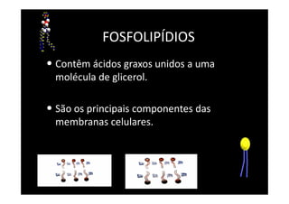 FOSFOLIPÍDIOS
• Contêm ácidos graxos unidos a uma
molécula de glicerol.
• São os principais componentes das
membranas celulares.
 