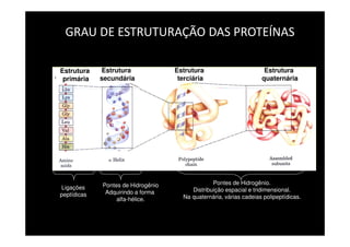 GRAU DE ESTRUTURAÇÃO DAS PROTEÍNAS
Ligações
peptídicas
Pontes de Hidrogênio.
Distribuição espacial e tridimensional.
Na quaternária, várias cadeias polipeptídicas.
Pontes de Hidrogênio
Adquirindo a forma
alfa-hélice.
Estrutura
primária
Estrutura
secundária
Estrutura
terciária
Estrutura
quaternária
 