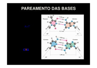 PAREAMENTO DAS BASES
A=T
C G
 
