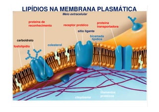 www.bioaula.com.br
Meio extracelular
citoplasma
filamentos
protéicos
proteína de
reconhecimento receptor protéico
proteína...