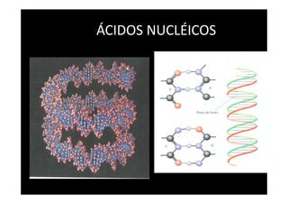 DEFINIÇÕES
É unidade estrutural básica
dos ácidos nucléicos (DNA e
RNA), constituídos por
bases purinas (A, G) ou
pirimídi...