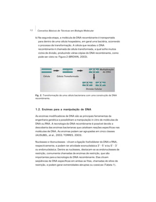12 Conceitos Básicos de Técnicas em Biologia Molecular
b) Na segunda etapa, a molécula de DNA recombinante é transportada
para dentro de uma célula hospedeira, em geral uma bactéria, ocorrendo
o processo de transformação. A célula que recebeu o DNA
recombinante é chamada de célula transformada, a qual sofre muitos
ciclos de divisão, produzindo várias cópias do DNA recombinante, como
pode ser visto na Figura 2 (BROWN, 2003).
Fig. 2. Transformação de uma célula bacteriana com uma construção de DNA
recombinante.
1.2. Enzimas para a manipulação de DNA
As enzimas modificadoras de DNA são as principais ferramentas da
engenharia genética e possibilitam a manipulação in vitro de moléculas de
DNA ou RNA. A tecnologia do DNA recombinante é possível devido a
descoberta das enzimas bacterianas que catalisam reações específicas nas
moléculas de DNA. As enzimas podem ser agrupadas em cinco classes
(AUSUBEL, et al., 2003; TORRES, 2003).
Nucleases e ribonucleases - clivam a ligação fosfodiéster do DNA e RNA,
respectivamente, e podem ter atividade exonucleásica 3' - 5' e/ou 5' - 3'
ou endonucleásica. Dentre as nucleases, destacam-se as endonucleases de
restrição, comumente chamadas de enzimas de restrição, que são
importantes para a tecnologia do DNA recombinante. Elas clivam
seqüências de DNA específicas em ambas as fitas, chamadas de sítios de
restrição, e podem gerar extremidades abruptas ou coesivas (Tabela 1).
 