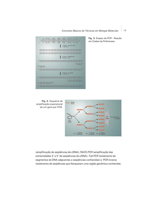 15Conceitos Básicos de Técnicas em Biologia Molecular
Fig. 3. Etapas da PCR - Reação
em Cadeia da Polimerase.
Fig. 4. Esquema de
amplificação exponencial
de um gene por PCR.
(amplificação de seqüências de cDNA); RACE-PCR (amplificação das
extremidades 3' e 5' de seqüências de cDNA); Tail-PCR (isolamento de
segmentos de DNA adjacentes a seqüências conhecidas) e PCR inverso
(isolamento de seqüências que flanqueiam uma região genômica conhecida).
 