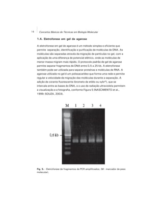 16 Conceitos Básicos de Técnicas em Biologia Molecular
1.4. Eletroforese em gel de agarose
A eletroforese em gel de agarose é um método simples e eficiente que
permite separação, identificação e purificação de moléculas de DNA. As
moléculas são separadas através da migração de partículas no gel, com a
aplicação de uma diferença de potencial elétrico, onde as moléculas de
menor massa migram mais rápido. O protocolo padrão de gel de agarose
permite separar fragmentos de DNA entre 0,5 a 25 kb. A eletroforese
também pode ser utilizada para separar proteínas e moléculas de RNA. A
agarose utilizada no gel é um polissacarídeo que forma uma rede e permite
regular a velocidade da migração das moléculas durante a separação. A
adição de corante fluorescente (brometo de etídio ou sybr®), que se
intercala entre as bases do DNA, e o uso de radiação ultravioleta permitem
a visualização e a fotografia, conforme Figura 5 (NASCIMENTO et al.,
1999; SOUZA, 2003).
Fig. 5. - Eletroforese de fragmentos de PCR amplificados; (M - marcador de peso
molecular).
 