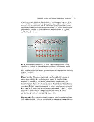 19Conceitos Básicos de Técnicas em Biologia Molecular
A atração do DNA pelas células bacterianas, em condições naturais, é um
evento muito raro, devido à ocorrência da repulsão eletrostática entre as
cargas negativas dos fosfolípideos da membrana e as cargas negativas dos
grupamentos fosfatos da molécula de DNA, esquematizada na Figura 6
(MARANHÃO, 2003a).
Para a transformação bacteriana, podem-se utilizar dois diferentes métodos
de transformação:
Choque térmico - Comumente chamado transformação com cloreto de
cálcio, é um método fácil e relativamente barato de transformação.
Consiste na preparação das células, para torná-las competentes, por
tratamento com cloreto de cálcio ou outro íon divalente (cloreto de lítio ou
magnésio). Os íons atuam neutralizando as cargas negativas da membrana
e do DNA. Após um choque térmico na temperatura de 37º a 42ºC, criam-
se poros na membrana e o DNA pode alcançar o interior da célula
(MARANHÃO, 2003b; NASCIMENTO et al., 1999).
Eletroporação - É um método mais eficiente para transformação de células
com DNA plasmidial. Consiste, inicialmente, na preparação das células com
Fig. 6. Representação esquemática da repulsão eletrostática entre as cargas
negativas da molécula de DNA e a camada fosfolipídica da membrana celular.
 