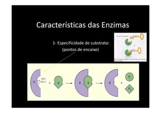 Características das Enzimas

    1- Especificidade de substrato:
         (pontos de encaixe)
 