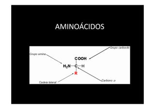AMINOÁCIDOS
 