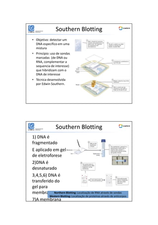 01/06/2016
3
Southern Blotting
• Objetivo: detectar um
DNA específico em uma
mistura
• Princípio: uso de sondas
marcadas (de DNA ou
RNA, complementar a
sequencia de interesse)
que hibridizam com o
DNA de interesse
• Técnica desenvolvida
por Edwin Southern.
Southern Blotting
1) DNA é
fragmentado
E aplicado em gel
de eletroforese
2)DNA é
desnaturado
3,4,5,6) DNA é
transferido do
gel para
membrana
7)A membrana
Northern Blotting: Localização de RNA através de sondas
Western Blotting: Localização de proteínas através de anticorpos
 