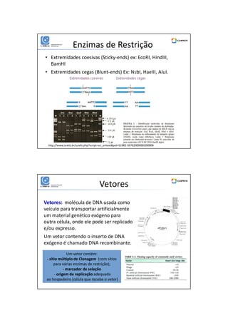 01/06/2016
5
Enzimas de Restrição
• Extremidades coesivas (Sticky-ends) ex: EcoRI, HindIII,
BamHI
• Extremidades cegas (Blunt-ends) Ex: NsbI, HaeIII, AluI.
http://www.scielo.br/scielo.php?script=sci_arttext&pid=S1982-56762009000200006
Vetores
Vetores: molécula de DNA usada como
veículo para transportar artificialmente
um material genético exógeno para
outra célula, onde ele pode ser replicado
e/ou expresso.
Um vetor contendo o inserto de DNA
exógeno é chamado DNA recombinante.
Um vetor contém:
- sítio múltiplo de Clonagem (com sítios
para várias enzimas de restrição),
- marcador de seleção
- origem de replicação adequada
ao hospedeiro (célula que recebe o vetor)
 
