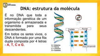 DNA: estrutura da molécula
É no DNA que toda a
informação genética de um
organismo é armazenada e
transmitida para seus
descendentes.
Em todos os seres vivos, o
DNA é formado por uma fita
dupla composta por 4 letras
- A, T, C e G.
 
