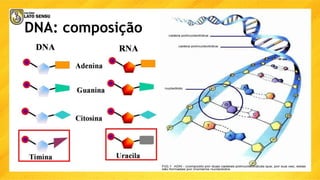 DNA: composição
 