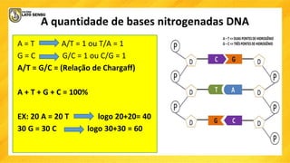 A quantidade de bases nitrogenadas DNA
A = T A/T = 1 ou T/A = 1
G = C G/C = 1 ou C/G = 1
A/T = G/C = (Relação de Chargaff)
A + T + G + C = 100%
EX: 20 A = 20 T logo 20+20= 40
30 G = 30 C logo 30+30 = 60
 