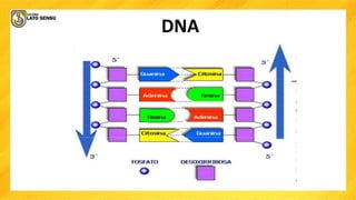 DNA
 
