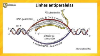 Linhas antiparalelas
 