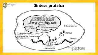 Síntese proteica
 