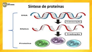 Síntese de proteínas
 