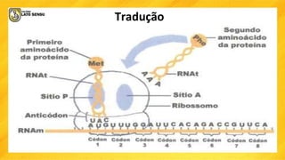 Tradução
 