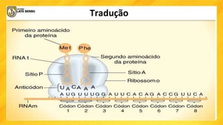 Tradução
 