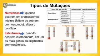 Tipos de Mutações
Numéricas quando
ocorrem em cromossomos
inteiros (faltam ou sobram
cromossomos), altera o
cariótipo.
Estruturais quando
ocorrem internamente, em um
ou mais genes ou segmentos
cromossômicas.
 