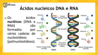 Ácidos nucleicos DNA e RNA
 Os ácidos
nucléicos (DNA e
RNA) são
formados por
várias cadeias de
nucleotídeos
(polinucleotídeos).
 