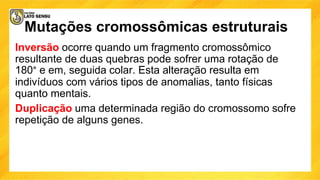 Mutações cromossômicas estruturais
Inversão ocorre quando um fragmento cromossômico
resultante de duas quebras pode sofrer uma rotação de
180° e em, seguida colar. Esta alteração resulta em
indivíduos com vários tipos de anomalias, tanto físicas
quanto mentais.
Duplicação uma determinada região do cromossomo sofre
repetição de alguns genes.
 