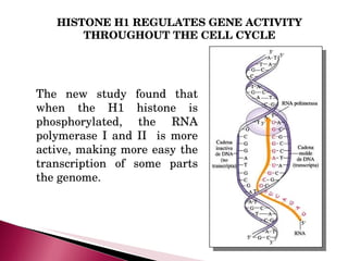 New role of JNK protein and H1 Histone in the cell cycle | PPT