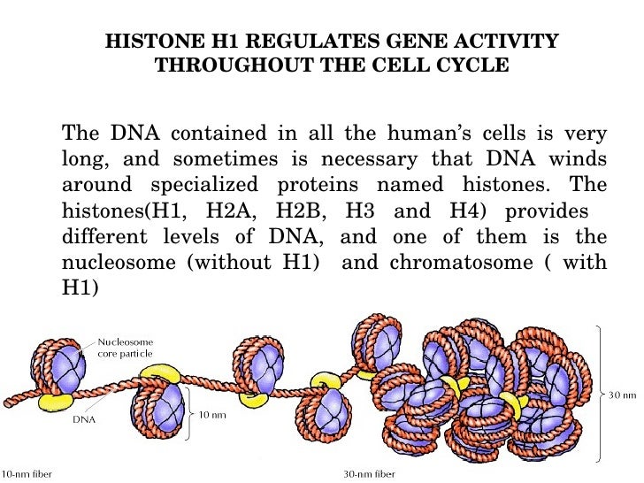 New role of JNK protein and H1 Histone in the cell cycle