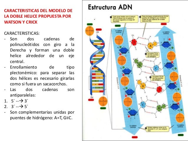 Biologia Molecular Dna