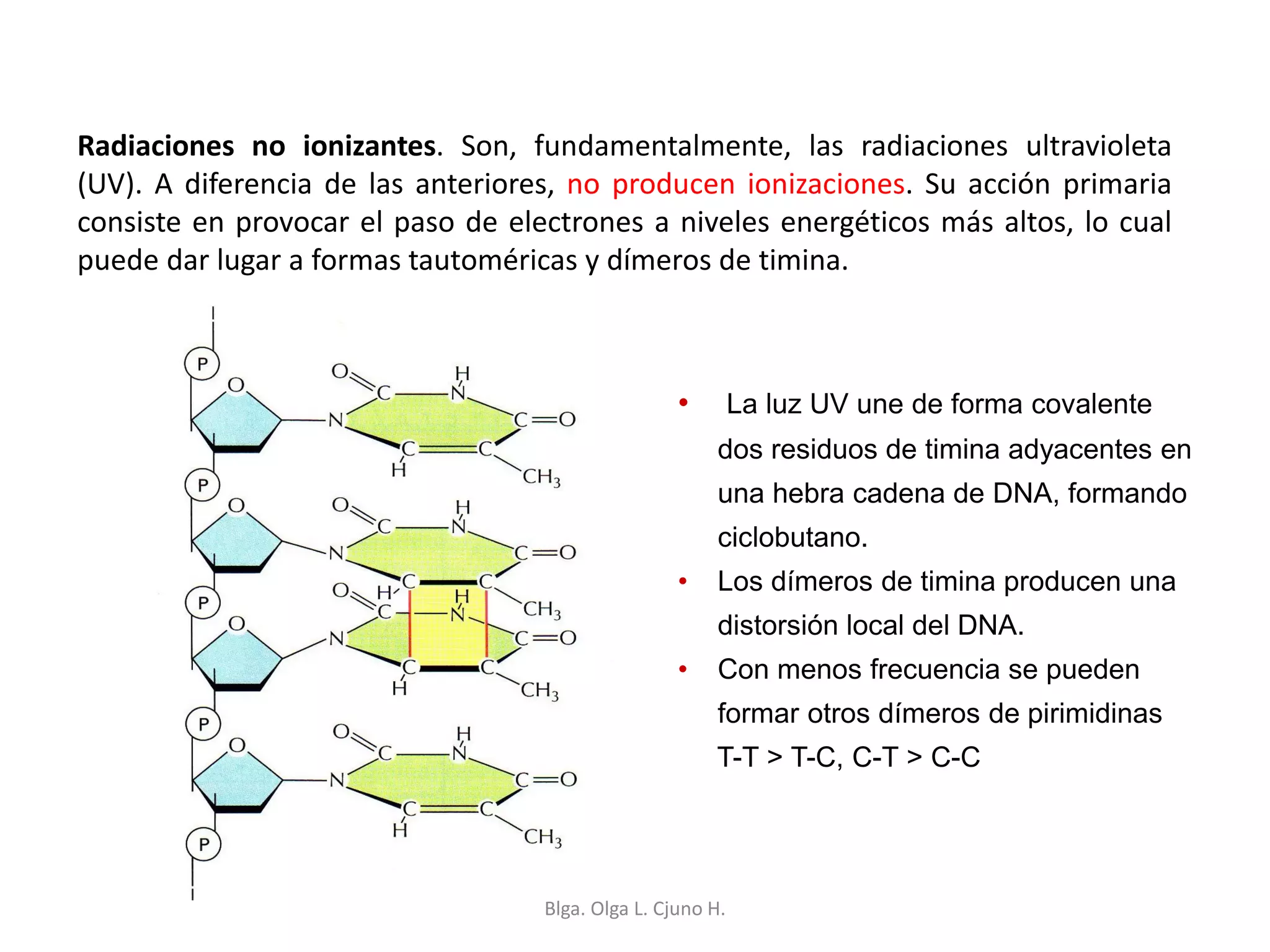 Radiaciones no ionizantes. Son, fundamentalmente, las radiaciones ultravioleta
(UV). A diferencia de las anteriores, no producen ionizaciones. Su acción primaria
consiste en provocar el paso de electrones a niveles energéticos más altos, lo cual
puede dar lugar a formas tautoméricas y dímeros de timina.
• La luz UV une de forma covalente
dos residuos de timina adyacentes en
una hebra cadena de DNA, formando
ciclobutano.
• Los dímeros de timina producen una
distorsión local del DNA.
• Con menos frecuencia se pueden
formar otros dímeros de pirimidinas
T-T > T-C, C-T > C-C
Blga. Olga L. Cjuno H.
 