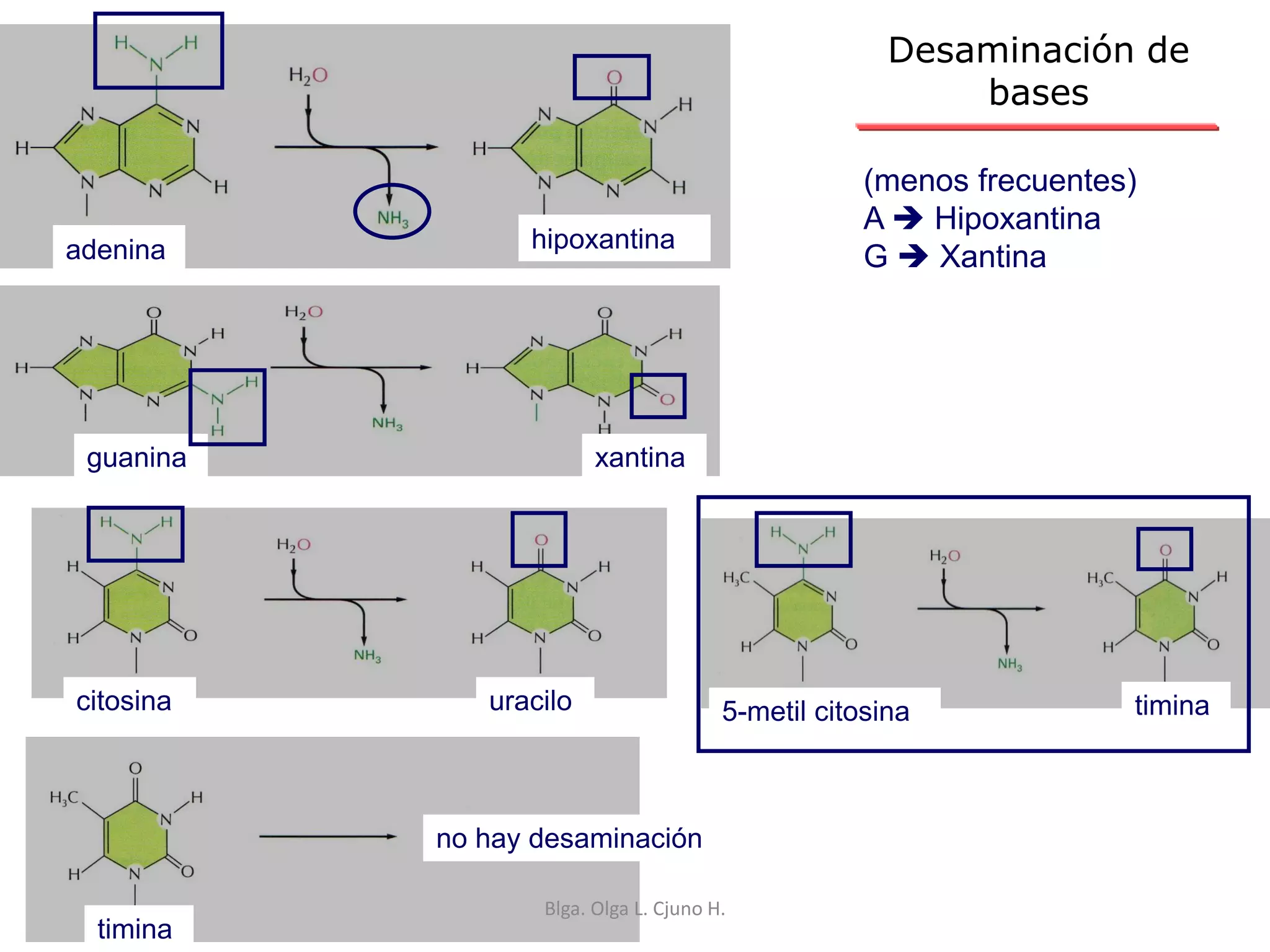 Desaminación de
bases
adenina hipoxantina
guanina xantina
citosina uracilo
timina
no hay desaminación
5-metil citosina timina
Blga. Olga L. Cjuno H.
(menos frecuentes)
A  Hipoxantina
G  Xantina
 