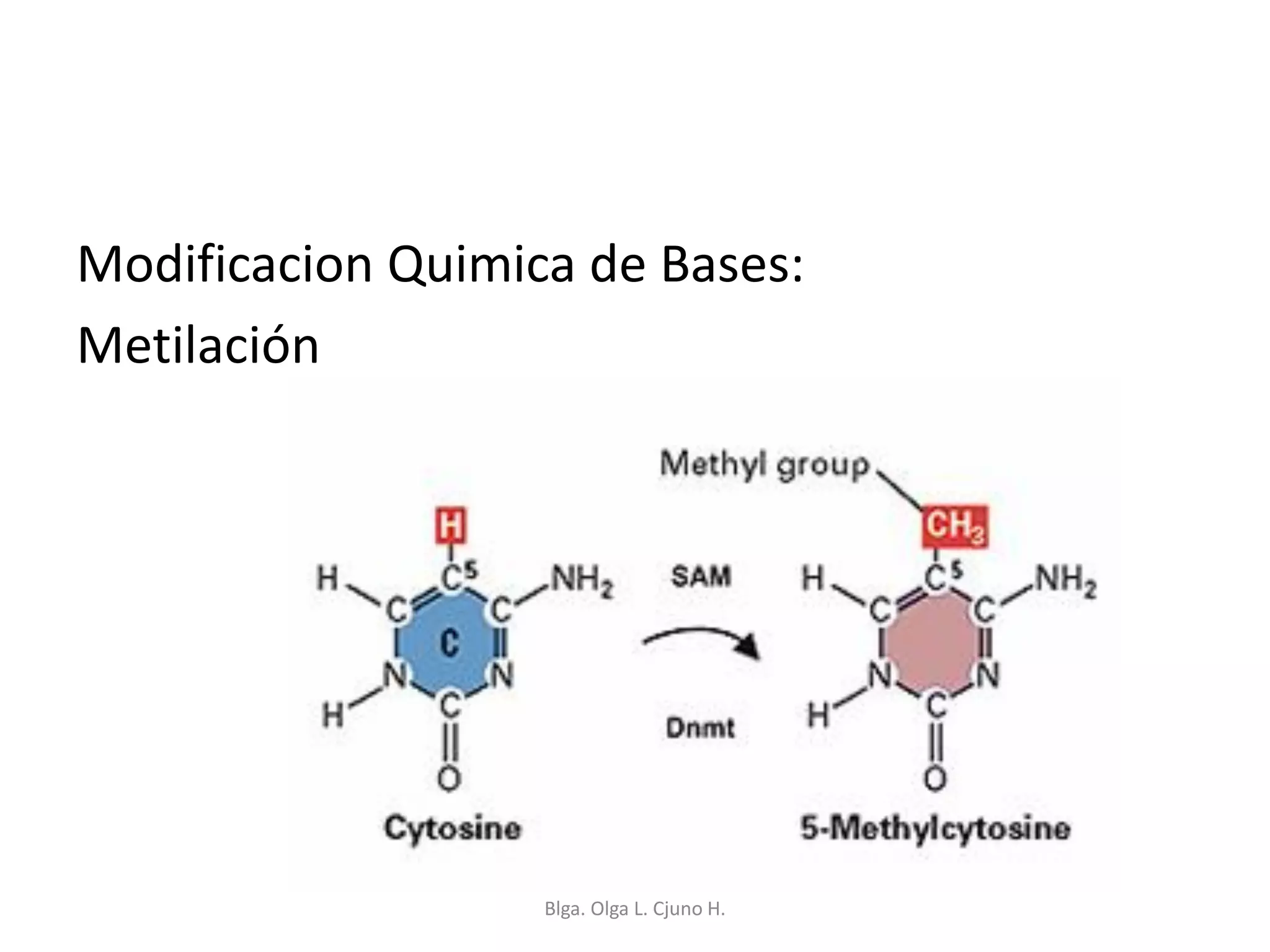 Modificacion Quimica de Bases:
Metilación
Blga. Olga L. Cjuno H.
 