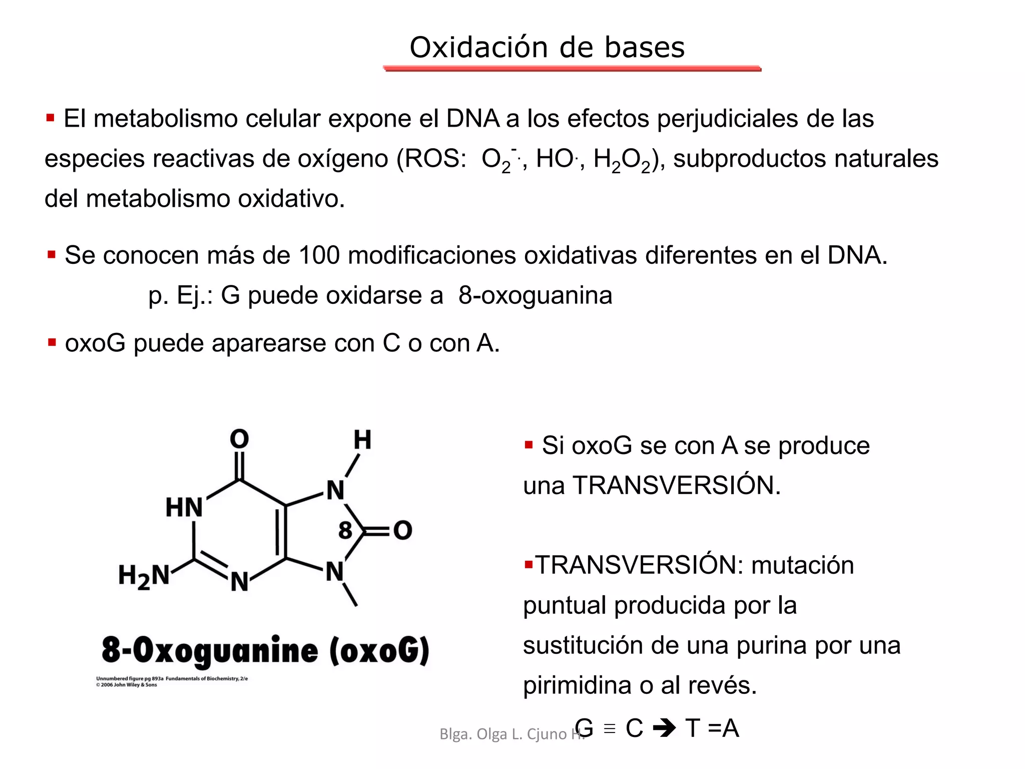Oxidación de bases
 El metabolismo celular expone el DNA a los efectos perjudiciales de las
especies reactivas de oxígeno (ROS: O2
-., HO., H2O2), subproductos naturales
del metabolismo oxidativo.
 Se conocen más de 100 modificaciones oxidativas diferentes en el DNA.
p. Ej.: G puede oxidarse a 8-oxoguanina
 oxoG puede aparearse con C o con A.
 Si oxoG se con A se produce
una TRANSVERSIÓN.
TRANSVERSIÓN: mutación
puntual producida por la
sustitución de una purina por una
pirimidina o al revés.
G  C  T =ABlga. Olga L. Cjuno H.
 