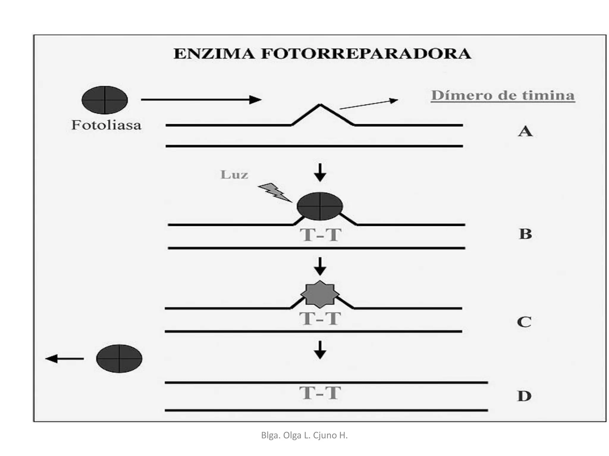 Blga. Olga L. Cjuno H.
 