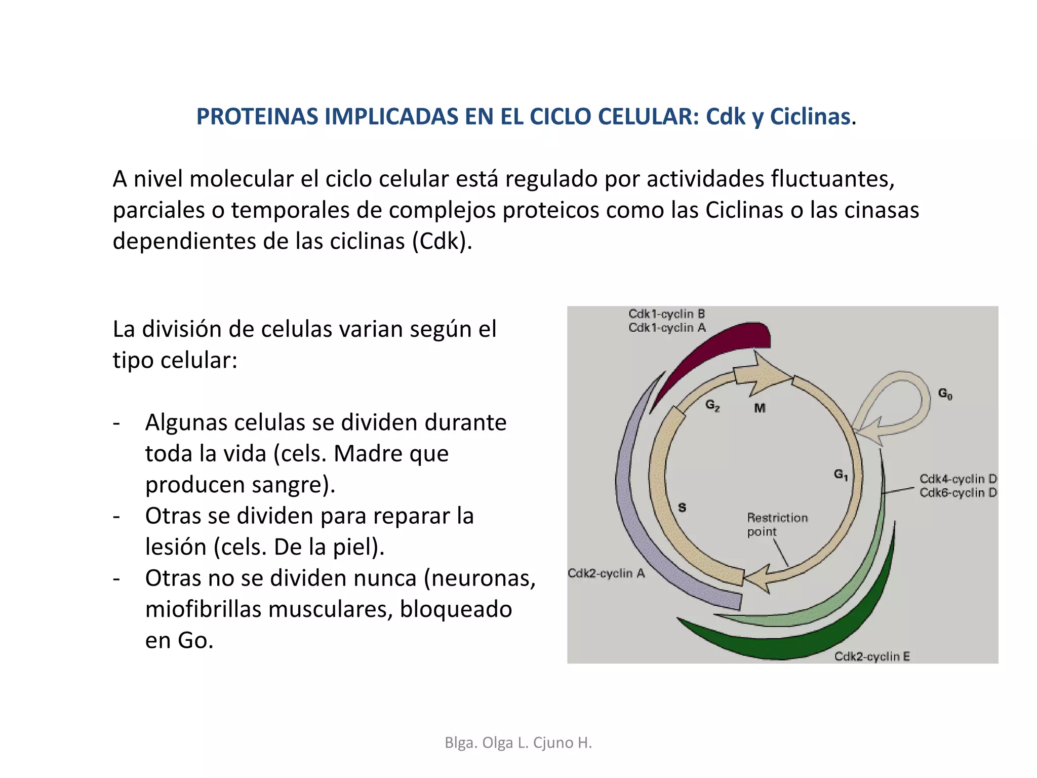 PROTEINAS IMPLICADAS EN EL CICLO CELULAR: Cdk y Ciclinas.
A nivel molecular el ciclo celular está regulado por actividades fluctuantes,
parciales o temporales de complejos proteicos como las Ciclinas o las cinasas
dependientes de las ciclinas (Cdk).
La división de celulas varian según el
tipo celular:
- Algunas celulas se dividen durante
toda la vida (cels. Madre que
producen sangre).
- Otras se dividen para reparar la
lesión (cels. De la piel).
- Otras no se dividen nunca (neuronas,
miofibrillas musculares, bloqueado
en Go.
Blga. Olga L. Cjuno H.
 