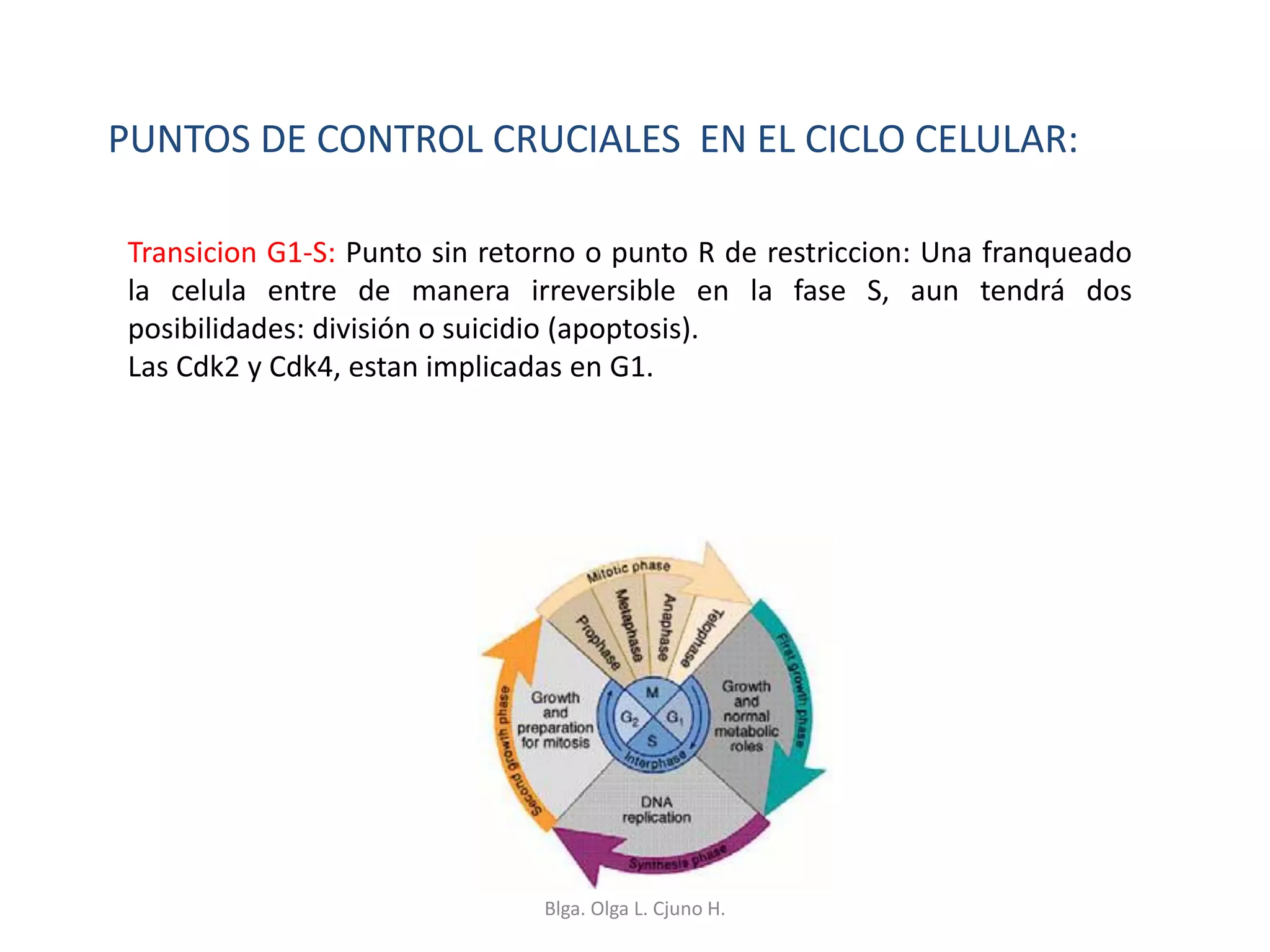PUNTOS DE CONTROL CRUCIALES EN EL CICLO CELULAR:
Transicion G1-S: Punto sin retorno o punto R de restriccion: Una franqueado
la celula entre de manera irreversible en la fase S, aun tendrá dos
posibilidades: división o suicidio (apoptosis).
Las Cdk2 y Cdk4, estan implicadas en G1.
Blga. Olga L. Cjuno H.
 