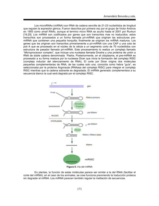 Armendáriz Borunda y cols.
171
Los microRNAs (miRNA) son RNA de cadena sencilla de 21-23 nucleótidos de longitud
que regulan la expresión génica. Fueron descritos por primera vez por el grupo de Victor Ambros
en 1993 como small RNAs, aunque el termino micro RNA se acuño hasta el 2001 por Ruvkun
[19,20]. Los miRNA son codificados por genes que son transcritos mas no traducidos; estos
transcritos son procesados a un forma llamada pri-miRNA que originan las estructuras pre-
miRNA que contienen una pequeña horquilla; finalmente se originan los miRNA maduros. Los
genes que los originan son transcritos primariamente a pri-miRNA con una CAP y una cola de
poli A que es procesado en el núcleo de la célula a un segmento corto de 70 nucleótidos con
estructura de pasador llamado pri-miRNA. Este procesamiento lo realiza un complejo llamado
“Microprocessor complex”, que incluye una nucleasa llamada Drosha y una proteína de unión a
RNA de doble cadena denominada Pasha. Posteriormente, en el citoplasma, el pre-miRNA es
procesado a su forma madura por la nucleasa Dicer que inicia la formación del complejo RISC
(complejo inductor del silenciamiento de RNA). El corte por Dicer origina dos moléculas
pequeñas complementarias de RNA, de las cuales solo una, conocida como hebra “guía”, es
seleccionada por la proteína Argonauta (RNAasa del complejo RISC) para integrar el complejo
RISC mientras que la cadena sobrante es degradada. El miRNA generado complementara a su
secuencia blanco la cual será degrada por el complejo RISC.
Figura 5. Vía del miRNA
En plantas, la función de estas moléculas parece ser similar a la del RNAi (facilitar el
corte del mRNA); en el caso de los animales, se cree funciona previniendo la traducción proteica
sin degradar el mRNA. Los miRNA parecen también regular la metilación de secuencias.
 