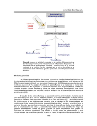 Armendáriz Borunda y cols.
165
Figura 2. Impacto de la biología molecular en la medicina. El conocimiento y
las técnicas generadas por la biología molecular influyen en el diagnóstico y el
tratamiento de las enfermedades humanas. La incorporación de la biología
molecular a la medicina ha sido impulsada por el avance tecnológico y la
comprensión de la información genética producidos por el Proyecto Genoma
Humano.
Medicina genómica
Las diferencias morfológicas, fisiológicas, bioquímicas y moleculares entre individuos de
la misma especie (diferencias fenotípicas), son producto de las variaciones en la secuencia del
DNA (variaciones genotípicas). Los cambios en la secuencia del DNA que se presentan con una
incidencia superior al 1% reciben el nombre de polimorfismos, si la incidencia es menor son
llamadas mutaciones. En el genoma se identifican diferentes tipos de polimorfismos; VNTRs (de
Variable Number Tandem Repeats) y SNPs (de single nucleotide polymorphism). Los SNPs
(variaciones heredadas en una sola base) explican alrededor del 90% de la diversidad fenotípica
en el humano [5,6].
El estudio de los polimorfismos y su asociación con las enfermedades humanas es el
área de investigación de la llamada medicina genómica, la cual se define como el uso de análisis
genotípicos rutinarios para mejorar los cuidados de la salud del individuo [7]. De la relación entre
los polimorfismos y las enfermedades humanas que se derivan de las investigaciones en
medicina genómica surge el término de “susceptibilidad genética”, es decir, un polimorfismo o
conjunto de estos que confieren propensión genética al desarrollo de ciertas enfermedades o
bien a complicaciones de estas. La capacidad de predecir con cierta exactitud los riegos de
padecer enfermedades donde los genes jueguen un papel fundamental hace posible la
aplicación de medidas preventivas que limiten o incluso eviten los padecimientos y sus
complicaciones. La variabilidad genética no sólo es capaz de identificar la susceptibilidad a los
´
 