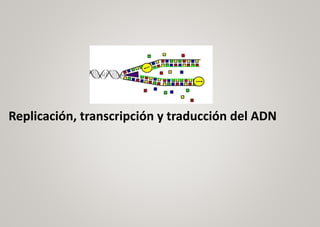 Replicación, transcripción y traducción del ADN
 