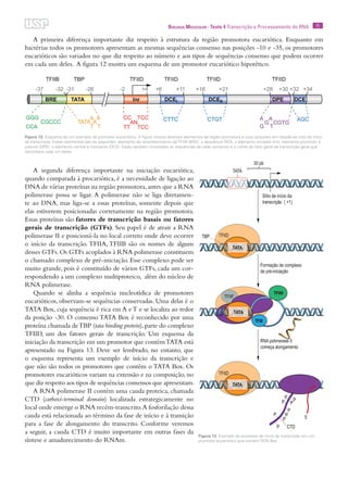 11Biologia Molecular · Texto 4 Transcrição e Processamento do RNA
A primeira diferença importante diz respeito à estrutura da região promotora eucariótica. Enquanto em
bactérias todos os promotores apresentam as mesmas sequências consenso nas posições -10 e -35, os promotores
eucarióticos são variados no que diz respeito ao número e aos tipos de sequências consenso que podem ocorrer
em cada um deles. A figura 12 mostra um esquema de um promotor eucariótico hipotético.
A segunda diferença importante na iniciação eucariótica,
quando comparada à procariótica, é a necessidade de ligação ao
DNA de várias proteínas na região promotora,antes que a RNA
polimerase possa se ligar. A polimerase não se liga diretamen-
te ao DNA, mas liga-se a essas proteínas, somente depois que
elas estiverem posicionadas corretamente na região promotora.
Essas proteínas são fatores de transcrição basais ou fatores
gerais de transcrição (GTFs). Seu papel é de atrair a RNA
polimerase II e posicioná-la no local correto onde deve ocorrer
o início da transcrição. TFIIA, TFIIB são os nomes de alguns
desses GTFs.Os GTFs acoplados à RNA polimerase constituem
o chamado complexo de pré-iniciação. Esse complexo pode ser
muito grande, pois é constituído de vários GTFs, cada um cor-
respondendo a um complexo multiproteico, além do núcleo de
RNA polimerase.
Quando se alinha a sequência nucleotídica de promotores
eucarióticos, observam-se sequências conservadas. Uma delas é o
TATA Box, cuja sequência é rica em A e T e se localiza ao redor
da posição -30. O consenso TATA Box é reconhecido por uma
proteína chamada deTBP (tata binding protein),parte do complexo
TFIID, um dos fatores gerais de transcrição. Um esquema da
iniciação da transcrição em um promotor que contémTATA está
apresentado na Figura 13. Deve ser lembrado, no entanto, que
o esquema representa um exemplo de início da transcrição e
que não são todos os promotores que contêm o TATA Box. Os
promotores eucarióticos variam na extensão e na composição, no
que diz respeito aos tipos de sequências consensos que apresentam.
A RNA polimerase II contém uma cauda proteica, chamada
CTD (carboxi-terminal domain) localizada estrategicamente no
local onde emerge o RNA recém-transcrito.A fosforilação dessa
cauda está relacionada ao término da fase de início e à transição
para a fase de alongamento do transcrito. Conforme veremos
a seguir, a cauda CTD é muito importante em outras fases da
síntese e amadurecimento do RNAm.
Figura 12. Esquema de um exemplo de promotor eucariótico. A figura mostra diversos elementos da região promotora e suas posições em relação ao sítio de início
da transcrição. Esses elementos são os seguintes: elemento de reconhecimento de TFIIB (BRE), a sequência TATA, o elemento iniciador (Inr), elemento promotor à
jusante (DPE), o elemento central à montante (DCE). Estão também mostradas as sequências de cada consenso e o nome do fator geral de transcrição geral que
reconhece cada um deles.
Figura 13. Exemplo do processo de início da transcrição em um
promotor eucariótico que contém TATA Box.
 