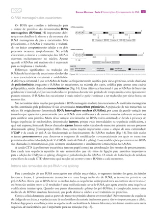 12Biologia Molecular · Texto 4 Transcrição e Processamento do RNA
O RNA mensageiro dos eucariontes
Os RNA que contêm a informação para
a síntese de proteínas são denominados RNA
mensageiros (RNAm). Há importantes dife-
renças nos detalhes da síntese e da estrutura dos
RNA mensageiros de pro e eucariontes. Nos
procariontes, o RNAm é transcrito e traduzi-
do no único compartimento celular e os dois
processos ocorrem acopladamente. Na célula
eucarionte, a síntese e a maturação dos RNAm
ocorrem exclusivamente no núcleo. Apenas
quando o RNAm está maduro ele é exportado
para o citoplasma e traduzido.
Diferenças significativas na tradução dos
RNAm de bactérias e de eucariontes são devidas
a suas características estruturais e estabilidade.
A diferença estrutural é que o RNAm de bactérias frequentemente codifica para várias proteínas, sendo chamado
de policistrônico, enquanto o RNAm de eucariontes, na maioria dos casos, codifica para apenas uma cadeia
polipeptídica, sendo chamado monocistrônico (Fig. 14). Uma diferença funcional é que o RNAm de bactérias
geralmente é instável, e é por isso traduzido em proteínas durante um período de tempo muito curto, tipicamente
poucos minutos. O RNAm dos eucariontes é mais estável e pode continuar a ser traduzido por várias horas ou
mesmo dias.
São necessárias várias reações para produzir o RNA mensageiro maduro dos eucariontes.As moléculas mensageiras
recém-sintetizadas pela polimerase II são denominadas transcritos primários.A população de tais transcritos no
núcleo foi originalmente denominada RNA heterogêneo nuclear (RNAhn), por causa da grande variação em
tamanho que apresentava, contrastando com os RNAs mais uniformes e de menor tamanho realmente necessários
para codificar uma proteína. Muita dessa variação em tamanho no RNA recém-sintetizado é devida à presença de
longas sequências de nucleotídeos, denominadas íntrons, porque estão intercalalados na sequência codificadora, a
qual será expressa,formando blocos chamados éxons.Íntrons serão retirados do transcrito primário em um processo
denominado splicing (recomposição). Além disso, outras reações importantes como a adição de uma extremidade
5´CAP e da cauda de poli-A são fundamentais ao funcionamento do RNAm maduro (Fig. 14).Tem sido usado
o termo processamento para descrever o conjunto de modificações co-transcricionais aos quais os transcritos
primários são submetidos (adição de 5’-CAP,de cauda de Poli-A e splicing).Essas modificações que ocorrem no RNA
são chamadas co-transcricionais, pois ocorrem imediatamente e simultamente à transcrição do RNAm.
A cauda CTD da polimerase eucariótica tem um papel central na coordenação dos eventos de processamento.
Essa cauda tem sequência repetidas de sete aminoácidos que são sítios de ligação para proteínas importantes
para a adição do CAP, para o splicing, clivagem e poliadenilação do RNAm. O estado de fosforilação de resíduos
específicos da cauda CTD determina qual reação vai ocorrer com o RNAm a cada momento.
Íntrons são removidos do pré-RNAm no splicing
Para a produção de um RNA mensageiro em células eucarióticas, o segmento inteiro do gene, incluindo
íntrons e éxons, é primeiramente transcrito em uma longa molécula de RNA, o transcrito primário ou
pré-RNAm.Antes que o RNA deixe o núcleo, todas as sequências correspondentes aos íntrons são retiradas e
os éxons são unidos entre si. O resultado é uma molécula mais curta de RNA,que agora contém uma sequência
codificadora ininterrupta. Quando esse passo, denominado splicing do pré-RNAm, é completado, temos uma
molécula de RNAm maduro, funcional, que pode deixar o núcleo e ser traduzida em proteínas.
Como a célula determina quais as partes do transcrito primário devem ser removidas? Diferentemente da sequência
de código de um éxon,a sequência exata de nucleotídeos da maioria dos íntrons parece não ser importante para a célula.
Embora haja pouca semelhança entre as sequências de nucleotídeos de íntrons diferentes,cada íntron contém uma curta
sequência de nucleotídeos que é importante para sua remoção (Fig.15).
Figura 14. Comparação entre a estrutura de RNA mensageiros de procariontes e eucariontes.
 
